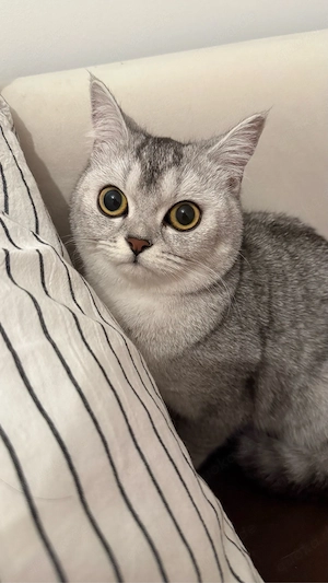 Wunderschöne BKH-Katze Luna abzugeben