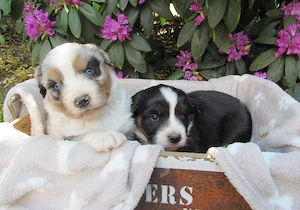 Mini Aussie Welpen Miniatur Australian Shepherd Welpen Welpe