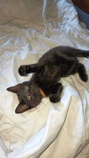 katzen babys 
