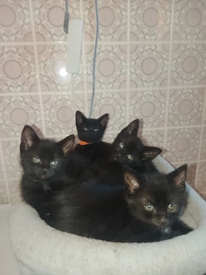 katzen babys 