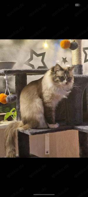 Ragdoll-sibirische-Maine-Coon 