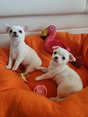 Chihuahua Welpen 