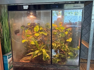 Terrarim mit 3 Kronengeckos