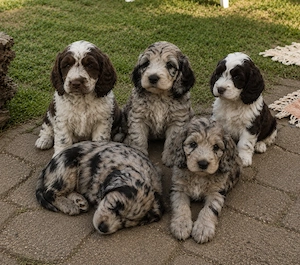 Cockapoo Welpen Harlekin-Merle