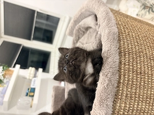 Kitten vom goldenen Spessart, 1 Mädchen frei und abgabebereit!