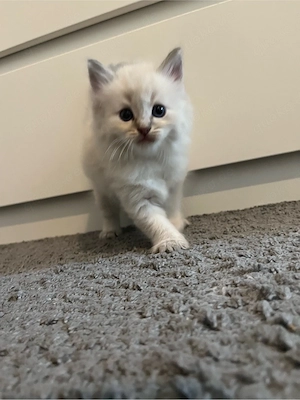 BKH Kitten