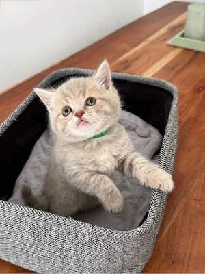 BKH kitten Bild 3