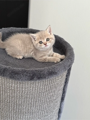 BKH kitten Bild 2