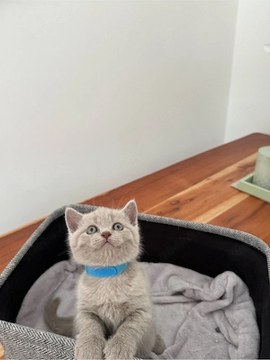 BKH kitten Bild 1