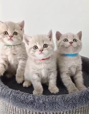 BKH kitten Bild 4