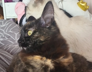sibirische waldkatze 