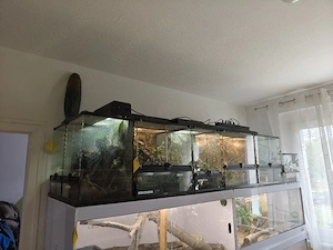 Bestandsabgabe vogelspinnen