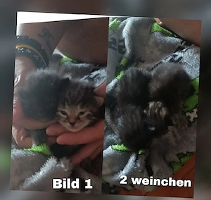 katzenbays