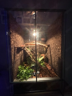 Jungferngeckos mit Terrarium