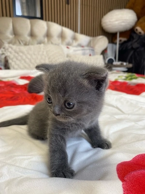  3 bkh kitten 