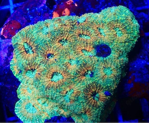 Acanthastrea Meerwasser LPS Koralle Aquarium