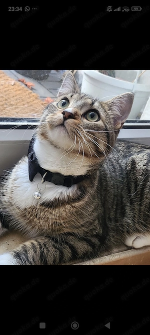Kater, 2 Jahre jung 