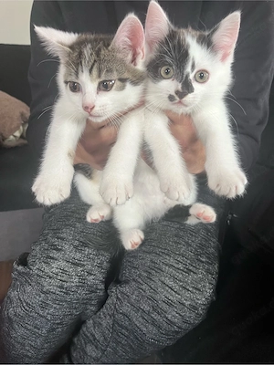 Babykatzen in liebevolle Hände abzugeben 