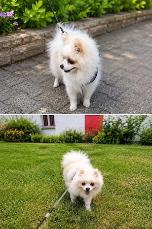 Chico sucht ein neues, liebevolles Zuhause 
