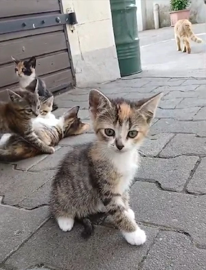 Kitten Katzenbaby Katzenkind abzugeben !