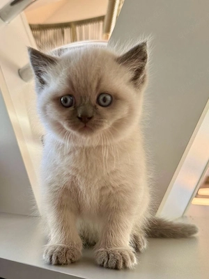 Britisch Kurzhaar Kitten  Bild 3