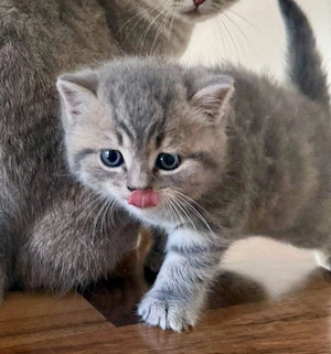 Britisch Kurzhaar Kitten  Bild 2