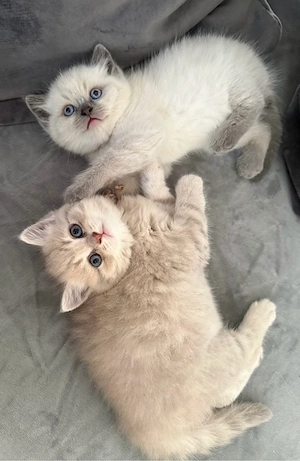 Britisch Kurzhaar Kitten  Bild 5