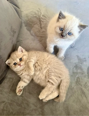 Britisch Kurzhaar Kitten 