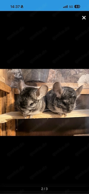 3 männliche chinchilla
