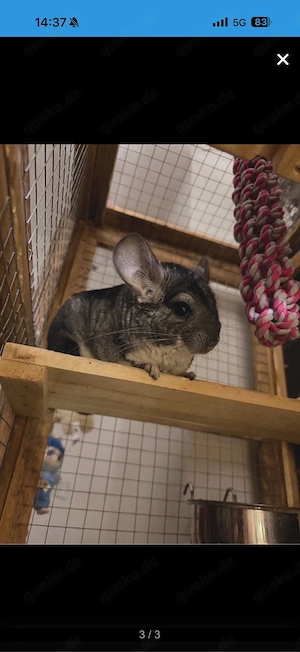 3 männliche chinchilla Bild 3
