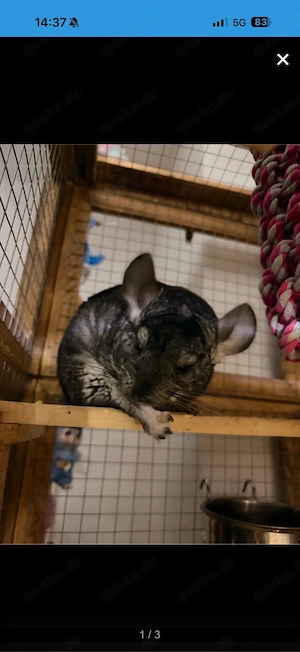 3 männliche chinchilla Bild 2