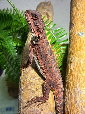 Dark Monster Bartagame