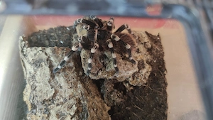 Acanthoscurria geniculata