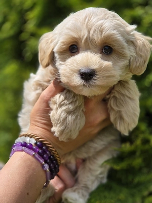Maltipoo Welpen (letzte 2 Rüden)