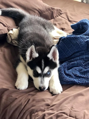 Sibirische Husky-Welpen suchen ein liebevolles Zuhause.