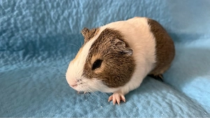 Meerschweinchen Böckchen 