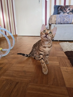Sofort Bengal Katerchen mit Stammbaum Eltern 10 Tests Kitten