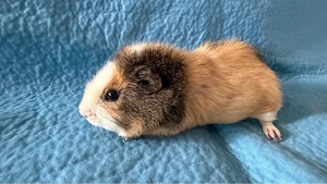 Meerschweinchen Böckchen 