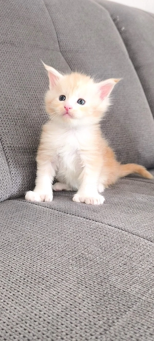 Maine Coon Kitten 