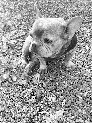 Französische Bulldogge 