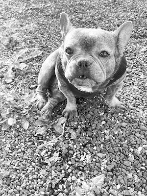 Französische Bulldogge 