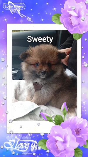 Zwergspitz Pomerania mix 