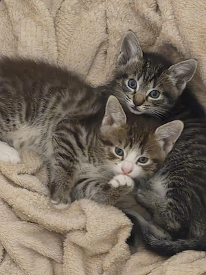 Kleine Schmusetiger suchen zuhause 