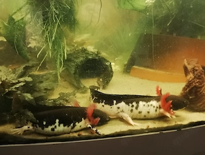 Harlekin Axolotl Nachzucht 