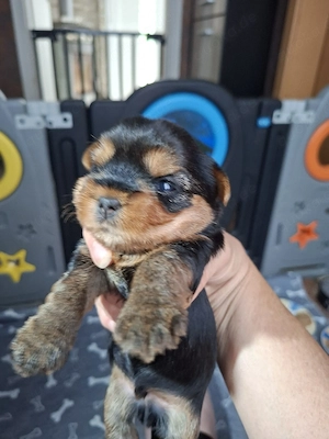 Yorkshire terrier  Bild 6