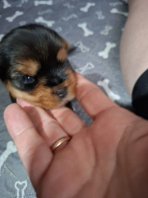 Yorkshire terrier  Bild 2