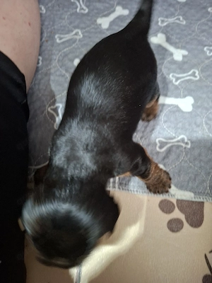 Yorkshire terrier  Bild 4