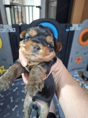 Yorkshire terrier  Bild 3