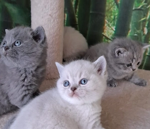 BKH Kitten Reinrassig