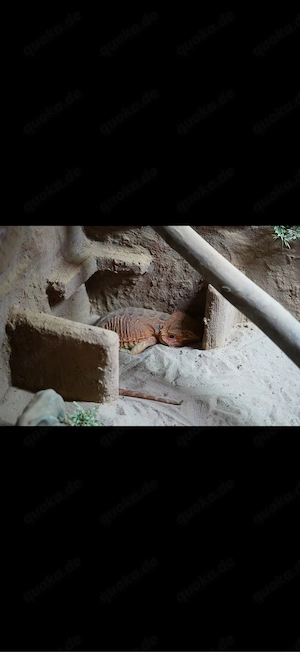 Bartagame 